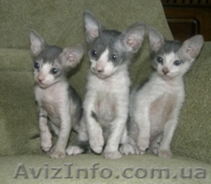 Котята ДОнского сфинкса. Срочно продам - <ro>Изображение</ro><ru>Изображение</ru> #3, <ru>Объявление</ru> #51039