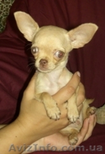 Щенок чихуахуа девочка СУПЕР МИНИ - <ro>Изображение</ro><ru>Изображение</ru> #3, <ru>Объявление</ru> #52401
