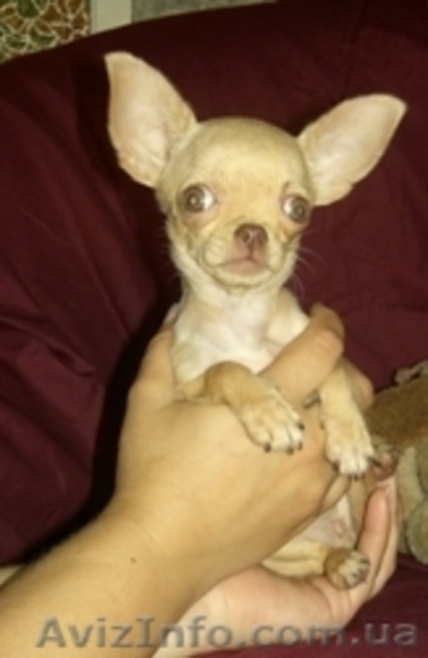 Щенок чихуахуа. Возможен ТОРГ - <ro>Изображение</ro><ru>Изображение</ru> #2, <ru>Объявление</ru> #51037