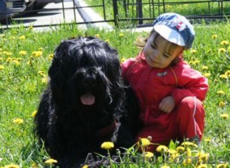 Элитные щенки Русский Черный Терьер - <ro>Изображение</ro><ru>Изображение</ru> #1, <ru>Объявление</ru> #54387