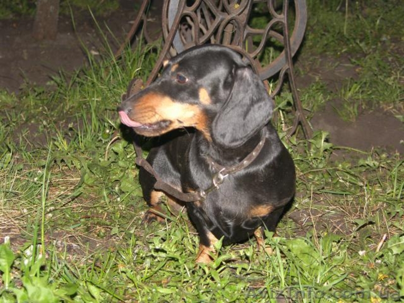 такса прекрасный друг   - <ro>Изображение</ro><ru>Изображение</ru> #1, <ru>Объявление</ru> #49147