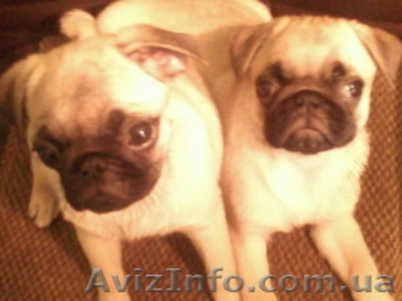 продам мопса щенка - <ro>Изображение</ro><ru>Изображение</ru> #2, <ru>Объявление</ru> #52646