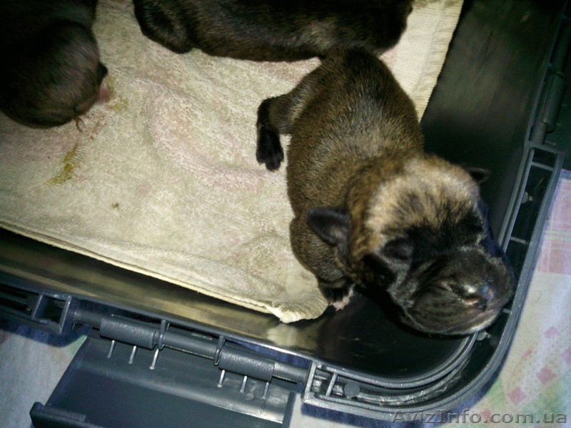  ЩЕНОК ТИГРОВОГО БОКСЕРА - <ro>Изображение</ro><ru>Изображение</ru> #2, <ru>Объявление</ru> #56380