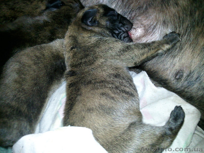  ЩЕНОК ТИГРОВОГО БОКСЕРА - <ro>Изображение</ro><ru>Изображение</ru> #3, <ru>Объявление</ru> #56380