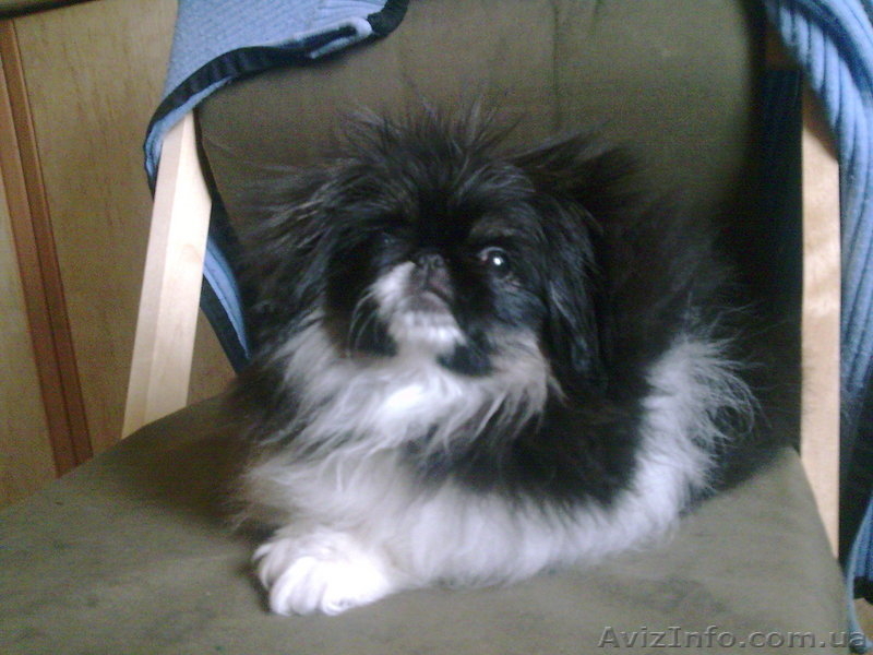 Пекинес Императорская Собака !!!!!!!!!!!!!!!!!!!!!!!!!!!!!!!!!!!!!!!!!!!!!!!!!!! - <ro>Изображение</ro><ru>Изображение</ru> #1, <ru>Объявление</ru> #60090