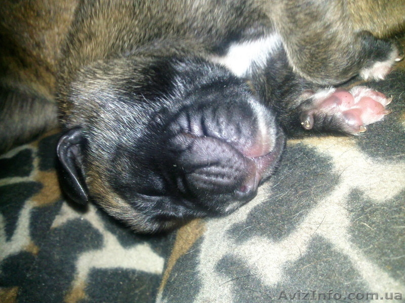 Продам щенка Боксера - <ro>Изображение</ro><ru>Изображение</ru> #5, <ru>Объявление</ru> #54279