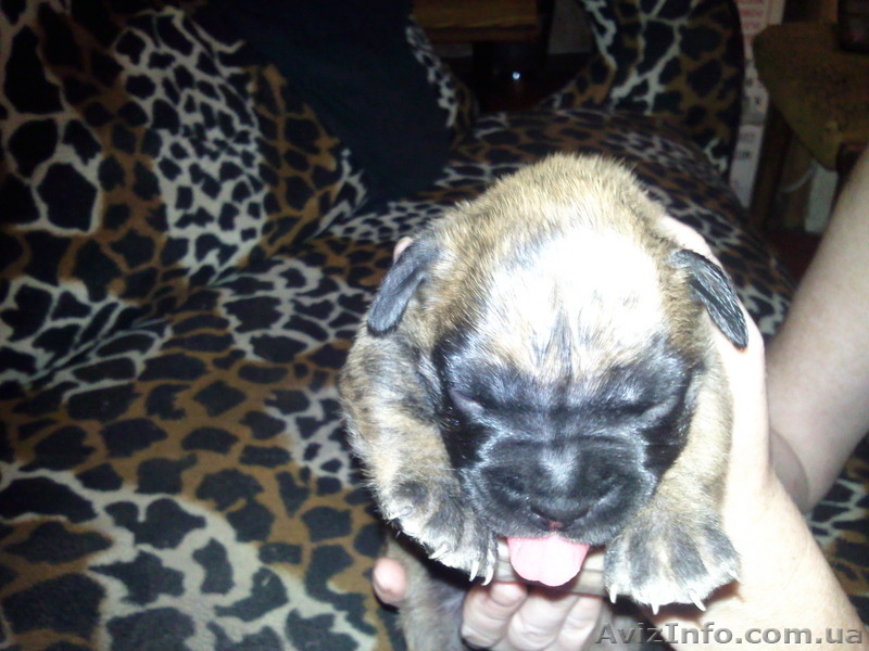 ЩЕНКИ НЕМЕЦКОГО БОКСЕРА......... - <ro>Изображение</ro><ru>Изображение</ru> #4, <ru>Объявление</ru> #59194