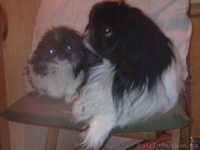 Пекинес Императорская Собака !!!!!!!!!!!!!!!!!!!!!!!!!!!!!!!!!!!!!!!!!!!!!!!!!!! - <ro>Изображение</ro><ru>Изображение</ru> #2, <ru>Объявление</ru> #60090