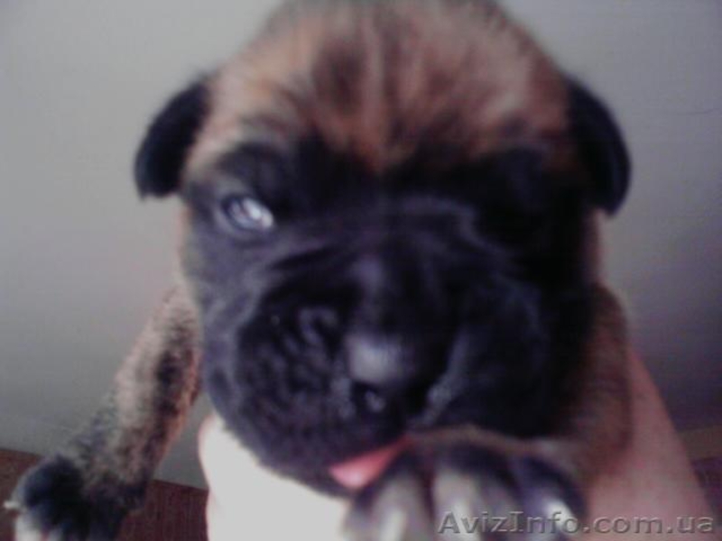 ЩЕНКИ НЕМЕЦКОГО БОКСЕРА......... - <ro>Изображение</ro><ru>Изображение</ru> #5, <ru>Объявление</ru> #59194