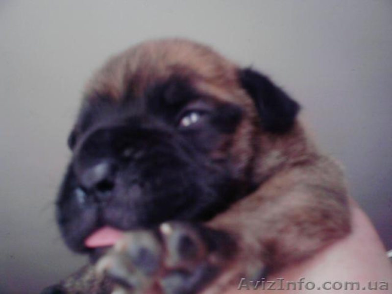 ЩЕНКИ НЕМЕЦКОГО БОКСЕРА......... - <ro>Изображение</ro><ru>Изображение</ru> #1, <ru>Объявление</ru> #59194