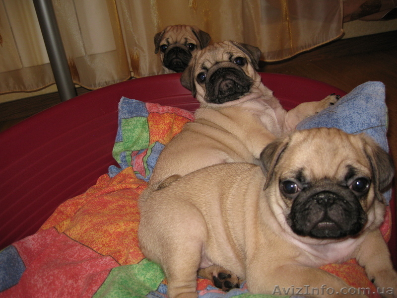 Продаются Щенки Мопсики                                                          - <ro>Изображение</ro><ru>Изображение</ru> #1, <ru>Объявление</ru> #48282