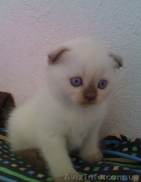 Котята скоттиш фолд.  - <ro>Изображение</ro><ru>Изображение</ru> #3, <ru>Объявление</ru> #57087