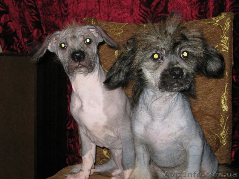 Продам щенка китайской хохлатой собаки   - <ro>Изображение</ro><ru>Изображение</ru> #1, <ru>Объявление</ru> #56125