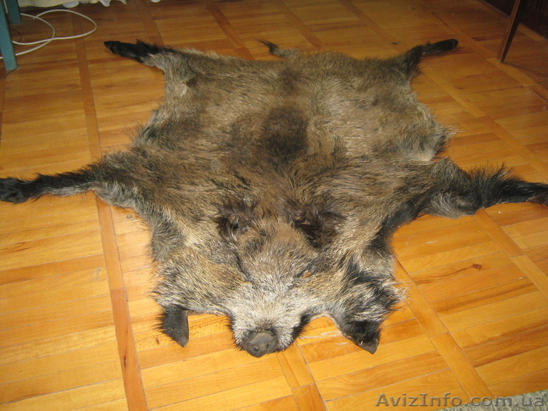 Продам шкуру кабана  и коровы  - <ro>Изображение</ro><ru>Изображение</ru> #3, <ru>Объявление</ru> #54792