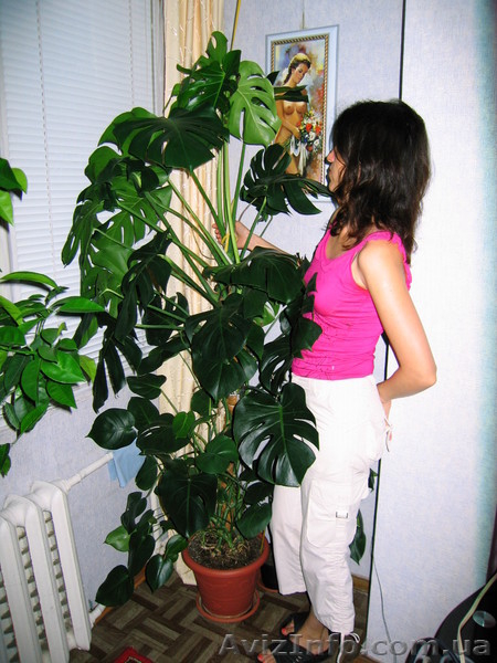 Монстера, Продам срочно - <ro>Изображение</ro><ru>Изображение</ru> #2, <ru>Объявление</ru> #49005