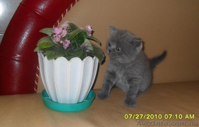 Скоттиш страйт  - <ro>Изображение</ro><ru>Изображение</ru> #3, <ru>Объявление</ru> #58221