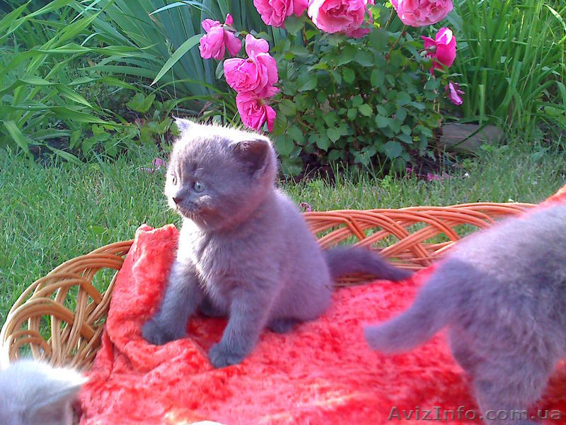 Скотиш фолды и страйты - <ro>Изображение</ro><ru>Изображение</ru> #3, <ru>Объявление</ru> #51836