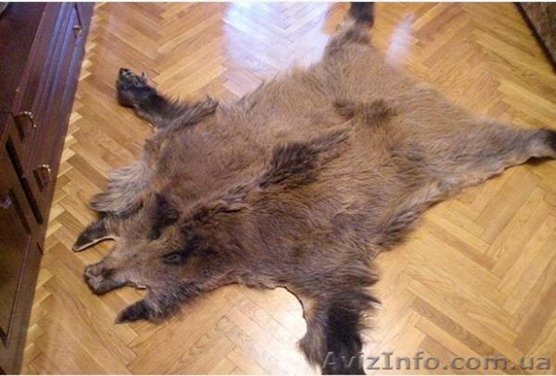 Продам шкуру кабана  и коровы  - <ro>Изображение</ro><ru>Изображение</ru> #4, <ru>Объявление</ru> #54792