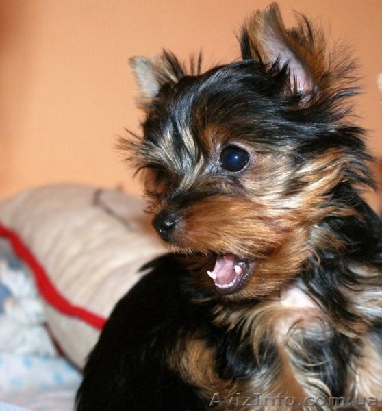 Щенок йоркширский терьер. Девочка! - <ro>Изображение</ro><ru>Изображение</ru> #1, <ru>Объявление</ru> #49879