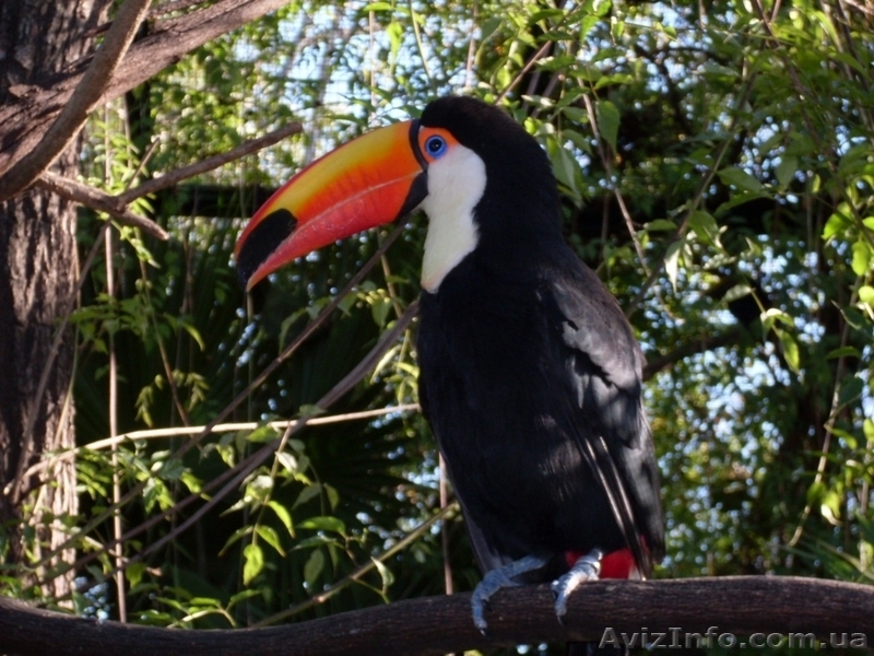 отдых в аргентине и путешествие. - <ro>Изображение</ro><ru>Изображение</ru> #3, <ru>Объявление</ru> #48442