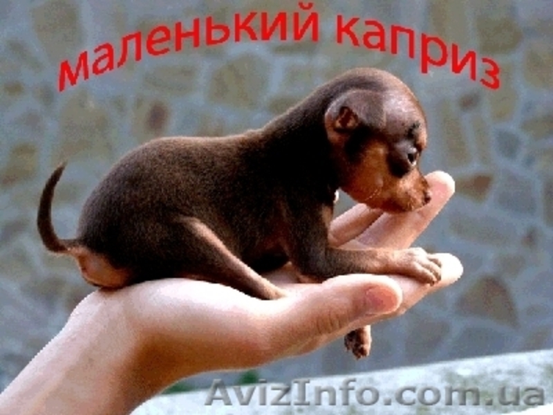 Щенки той-терьера разных окрасов. - <ro>Изображение</ro><ru>Изображение</ru> #5, <ru>Объявление</ru> #22103