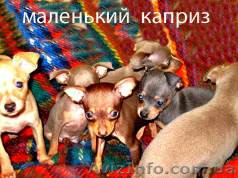 Щенки той-терьера разных окрасов. - <ro>Изображение</ro><ru>Изображение</ru> #2, <ru>Объявление</ru> #22103