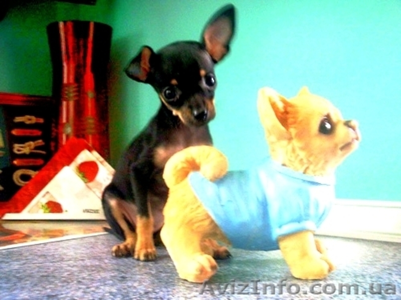 Щенки той-терьера разных окрасов. - <ro>Изображение</ro><ru>Изображение</ru> #4, <ru>Объявление</ru> #22103