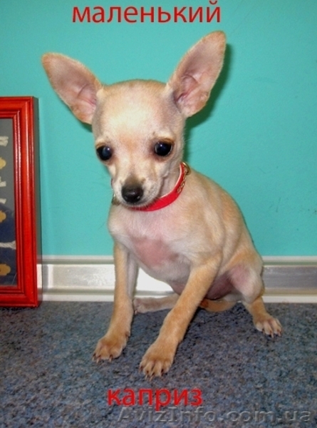 Щенки той-терьера разных окрасов. - <ro>Изображение</ro><ru>Изображение</ru> #3, <ru>Объявление</ru> #22103