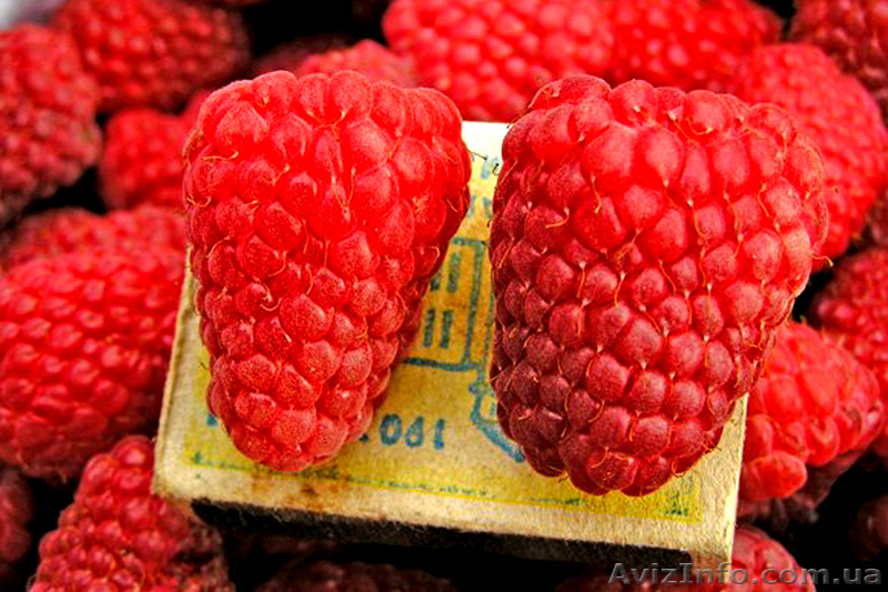 Глициния   Вистерия  - <ro>Изображение</ro><ru>Изображение</ru> #3, <ru>Объявление</ru> #60873