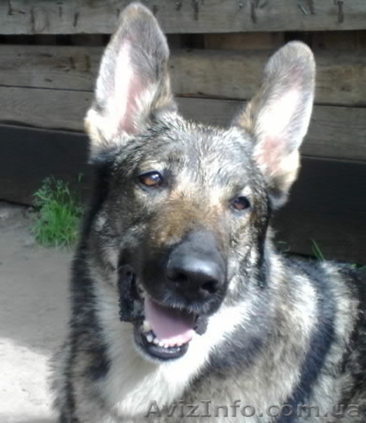 кобели восточно-европейской овчарки(ВЕО) для вязок - <ro>Изображение</ro><ru>Изображение</ru> #3, <ru>Объявление</ru> #66445
