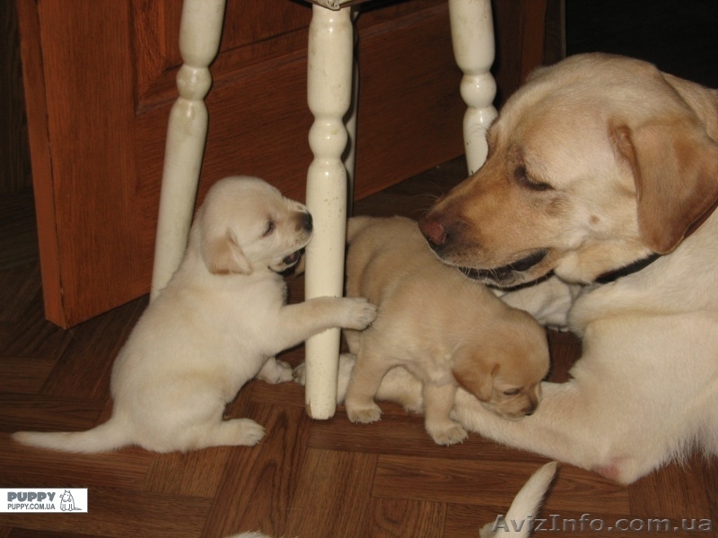 Щенки Лабрадора-Ретривера !  - <ro>Изображение</ro><ru>Изображение</ru> #3, <ru>Объявление</ru> #60648