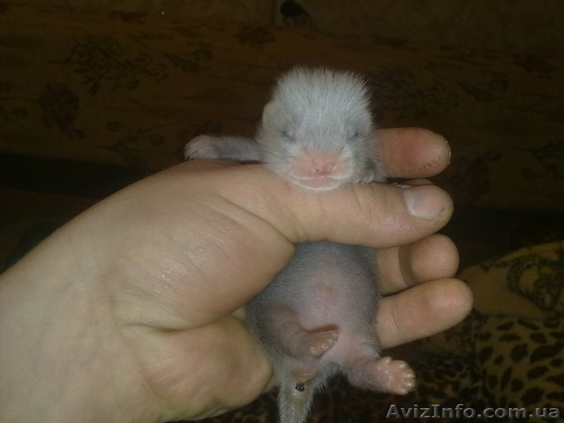 продам щенков хорька - <ro>Изображение</ro><ru>Изображение</ru> #1, <ru>Объявление</ru> #59512