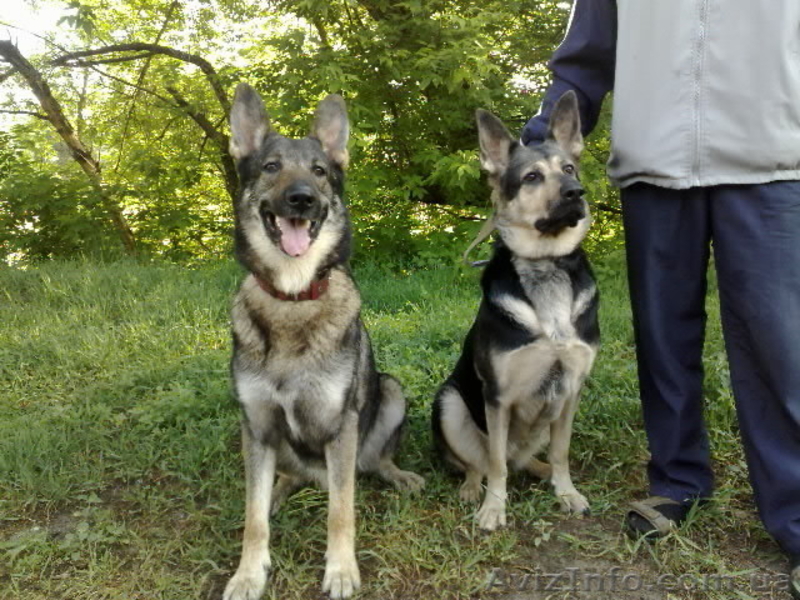 щенки восточно-европейской овчарки с родословной - <ro>Изображение</ro><ru>Изображение</ru> #3, <ru>Объявление</ru> #66442