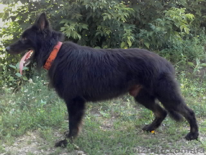 кобели восточно-европейской овчарки(ВЕО) для вязок - <ro>Изображение</ro><ru>Изображение</ru> #5, <ru>Объявление</ru> #66445