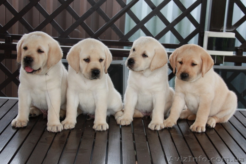 высокопородные щенки лабрадора! - <ro>Изображение</ro><ru>Изображение</ru> #1, <ru>Объявление</ru> #60683