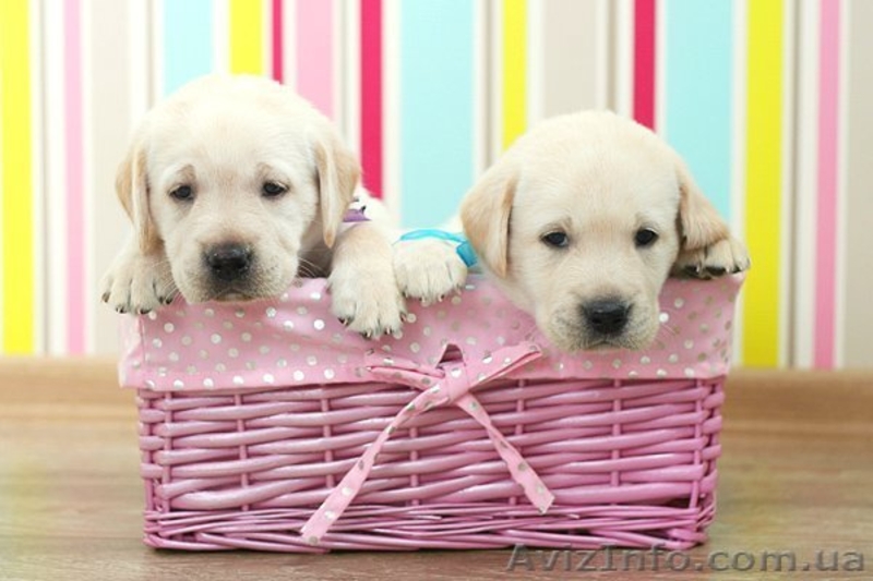 Щенки лабрадор-ретривер - <ro>Изображение</ro><ru>Изображение</ru> #1, <ru>Объявление</ru> #73776