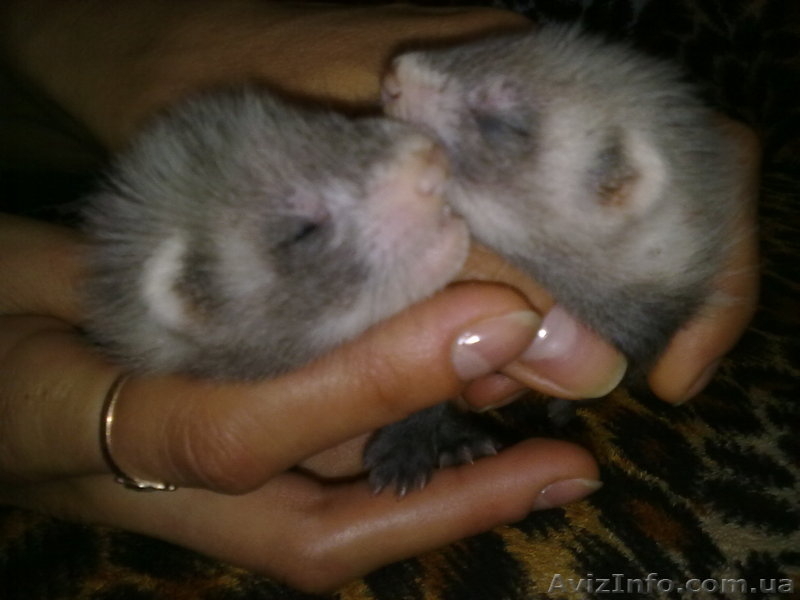 продам щенков хорька(фретки) - <ro>Изображение</ro><ru>Изображение</ru> #1, <ru>Объявление</ru> #69799