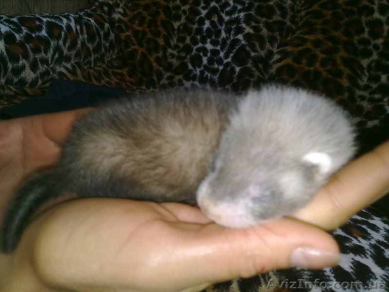 продам щенков хорька(фретки) - <ro>Изображение</ro><ru>Изображение</ru> #3, <ru>Объявление</ru> #69799