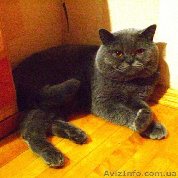 Голубой Британец ищет свою любовь - <ro>Изображение</ro><ru>Изображение</ru> #1, <ru>Объявление</ru> #66890