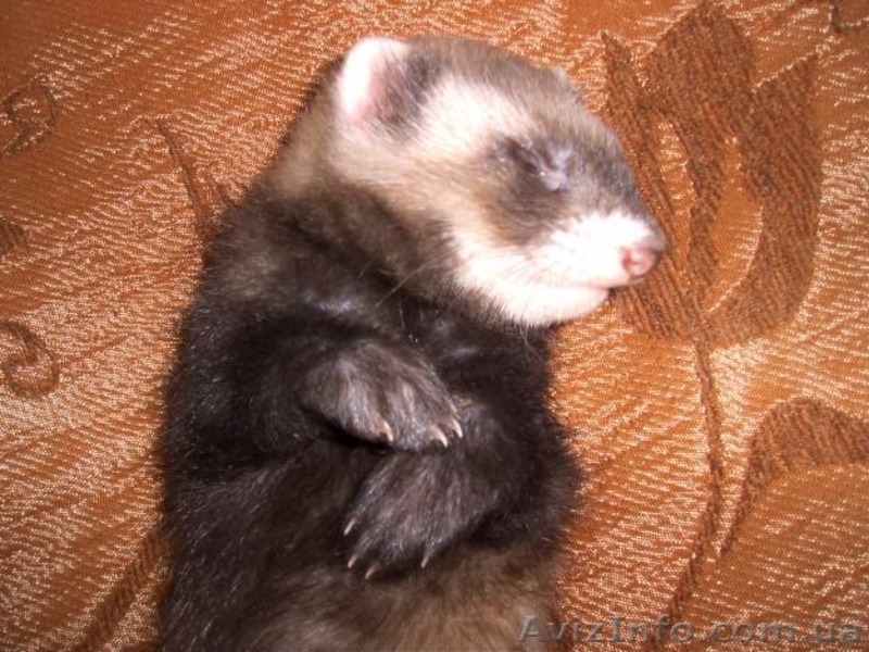 Фретка \ хорьок - <ro>Изображение</ro><ru>Изображение</ru> #2, <ru>Объявление</ru> #63983