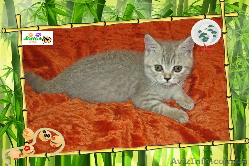 Британские и Шотландские котята - <ro>Изображение</ro><ru>Изображение</ru> #2, <ru>Объявление</ru> #67201