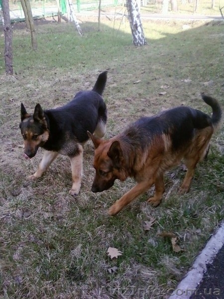 Продам породистых щенят немецкой овчарки. - <ro>Изображение</ro><ru>Изображение</ru> #2, <ru>Объявление</ru> #62649