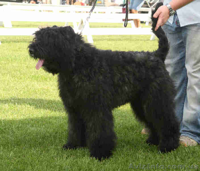 Продам щенка фландрского бувье (кобель) - <ro>Изображение</ro><ru>Изображение</ru> #1, <ru>Объявление</ru> #62382
