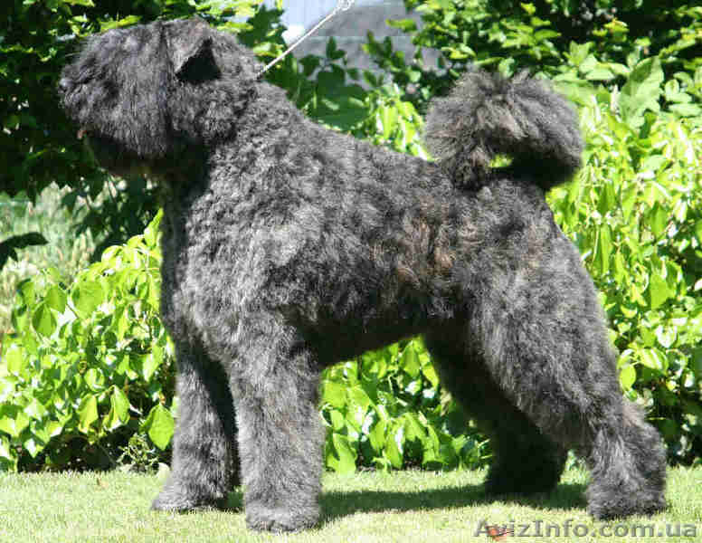Продам щенка фландрского бувье (кобель) - <ro>Изображение</ro><ru>Изображение</ru> #2, <ru>Объявление</ru> #62382