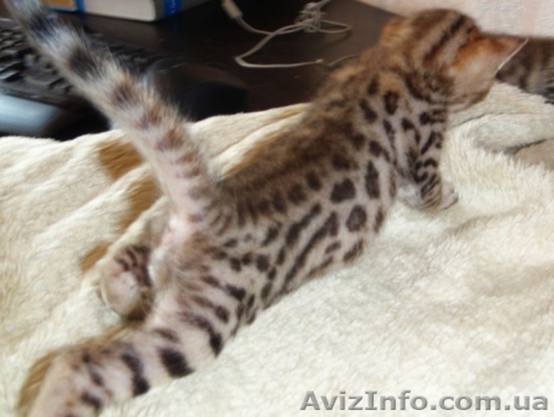 Бенгальские котята - маленький леопард у вас дома! - <ro>Изображение</ro><ru>Изображение</ru> #2, <ru>Объявление</ru> #69493