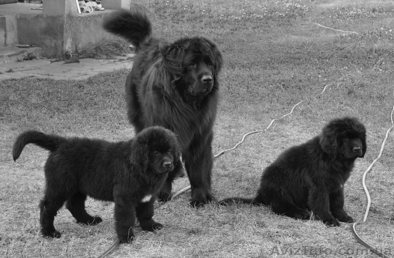 Продаю щенков НьюфаундленДа!!! - <ro>Изображение</ro><ru>Изображение</ru> #2, <ru>Объявление</ru> #72369