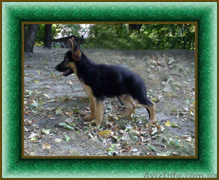 Срочно продам щенка Немецкой овчарки!! - <ro>Изображение</ro><ru>Изображение</ru> #2, <ru>Объявление</ru> #72390
