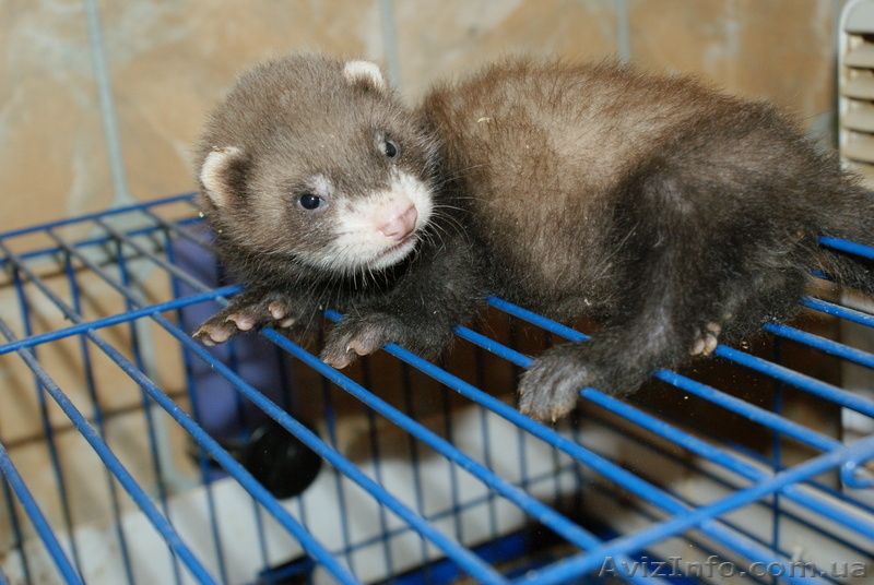 продам мальчика- хорика!  - <ro>Изображение</ro><ru>Изображение</ru> #1, <ru>Объявление</ru> #68807