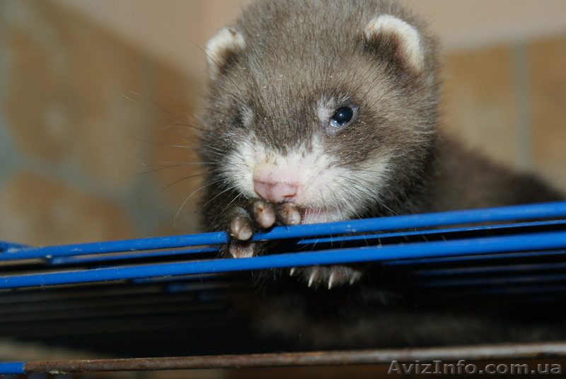 продам мальчика- хорика!  - <ro>Изображение</ro><ru>Изображение</ru> #3, <ru>Объявление</ru> #68807