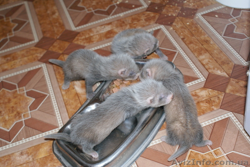 продам мальчика- хорика!  - <ro>Изображение</ro><ru>Изображение</ru> #2, <ru>Объявление</ru> #68807